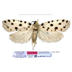 /filer/webapps/moths/media/images/H/hafakely_Plumana_HT_MNHN.jpg