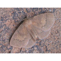 /filer/webapps/moths/media/images/U/uniformis_Stenoglene_A_Guyonnet.jpg