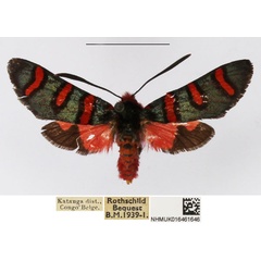 /filer/webapps/moths/media/images/N/negamica_Arniocera_AM_NHMUK.jpg