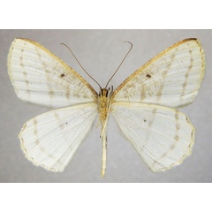 /filer/webapps/moths/media/images/A/amplissimata_Melinoessa_AM_ZSMb.jpg