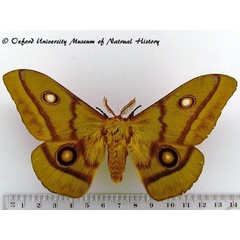 /filer/webapps/moths/media/images/C/cytherea_Gonimbrasia_AM_OUMNH_01.jpg