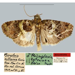 /filer/webapps/moths/media/images/E/extranea_Microplexia_HT_MNHN.jpg