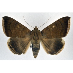 /filer/webapps/moths/media/images/F/finita_Achaea_A_NHMO.jpg