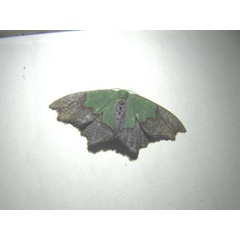 /filer/webapps/moths/media/images/S/semigrisea_Bathycolpodes_A_Stanton.jpg