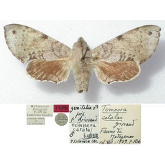 /filer/webapps/moths/media/images/C/catalai_Temnora_HT_MNHN.jpg