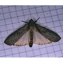 /filer/webapps/moths/media/images/B/basipuncta_Turnacoides_A_Roland_01.jpg