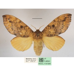 /filer/webapps/moths/media/images/H/horridula_Hypotrabala_AF_MGCLa_01.JPG