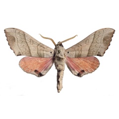 /filer/webapps/moths/media/images/M/meloui_Rufoclanis_AM_EMEMa.jpg