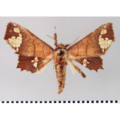 /filer/webapps/moths/media/images/F/fenestrifera_Episparis_AM_SNHM.jpg