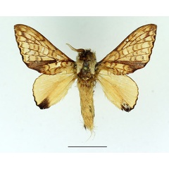 /filer/webapps/moths/media/images/C/castanea_Hypotrabala_AM_Basquin_02.jpg