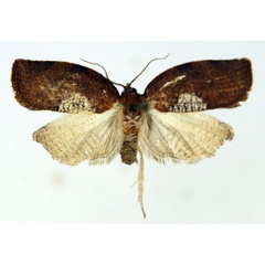 /filer/webapps/moths/media/images/M/meridionana_Epichoristodes_AM_ISEA_02.jpg