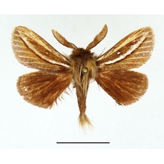 /filer/webapps/moths/media/images/V/viettei_Anchirithra_AM_Basquin_02.jpg