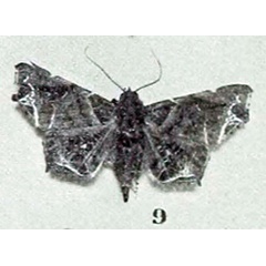 /filer/webapps/moths/media/images/H/hieroglyphica_Episparis_HT_Holland_1894_9.jpg