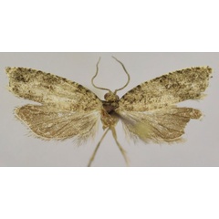 /filer/webapps/moths/media/images/V/valvalobata_Megaherpystis_HT_Trematerrab.jpg