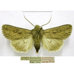 /filer/webapps/moths/media/images/B/brevipectinata_Centrartha_HT_TMSA.jpg