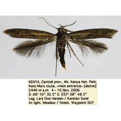 /filer/webapps/moths/media/images/H/hanseni_Scythris_HT_NHMO_IXfIOtf.jpg