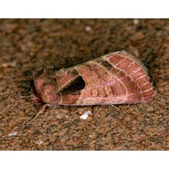 /filer/webapps/moths/media/images/C/castanea_Diparopsis_A_Roland_01_l1v523a.jpg