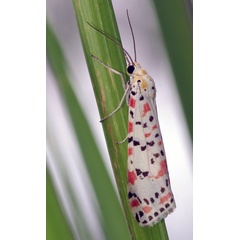 /filer/webapps/moths/media/images/P/pulchella_Utetheisa_A_Simon.jpg