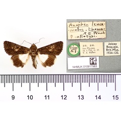 /filer/webapps/moths/media/images/T/thomae_Anophia_AT_BMNH.jpg