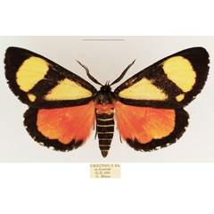 /filer/webapps/moths/media/images/Z/zebra_Phaegorista_AM_TMSA_02.jpg