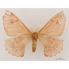 /filer/webapps/moths/media/images/M/minnettii_Eosia_HT_RBINS_01.jpg