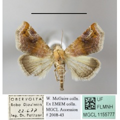 /filer/webapps/moths/media/images/A/apicimacula_Eublemma_A_MGCLa_01.JPG