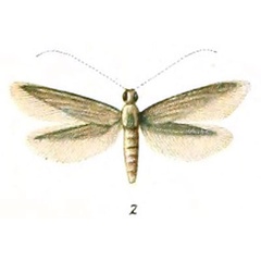 /filer/webapps/moths/media/images/S/sudanella_Coleophora_HT_Rebel_1-2.jpg