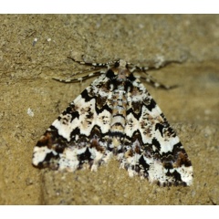 /filer/webapps/moths/media/images/A/albipennis_Oedicentra_A_Roland_01.jpg