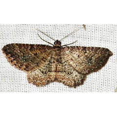 /filer/webapps/moths/media/images/P/punctiscripta_Horisme_A_Braun_01.jpg