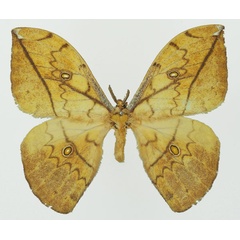 /filer/webapps/moths/media/images/L/laclosi_Pselaphelia_AM_Basquin_01a.jpg