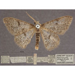 /filer/webapps/moths/media/images/P/perpulverata_Prasinocyma_HTM_OUMNHa_01.jpg