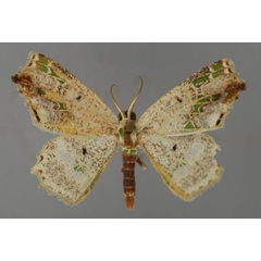 /filer/webapps/moths/media/images/V/viridicatena_Leptocolpia_A_ZSM_01.jpg