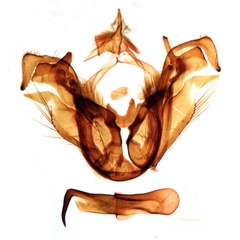 /filer/webapps/moths/media/images/A/altitudinis_Neostichtis_GMHT_MNHN_239.jpg