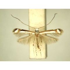 /filer/webapps/moths/media/images/A/allophylina_Corethrovalva_PT_TMSA6256.jpg