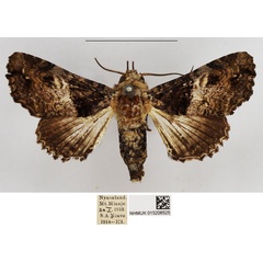 /filer/webapps/moths/media/images/V/vulgaris_Eutelia_AM_NHMUK.jpg