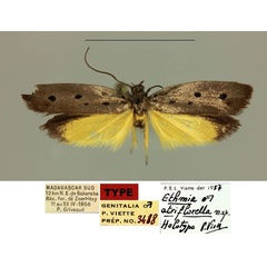 /filer/webapps/moths/media/images/A/atriflorella_Ethmia_HT_MNHN_w65Pnn0.jpg