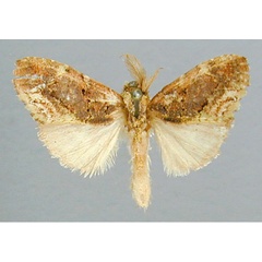 /filer/webapps/moths/media/images/P/polioplaga_Boscawenia_A_RMCA_01.jpg