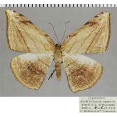 /filer/webapps/moths/media/images/C/convergens_Pigiopsis_AF_ZSM.jpg