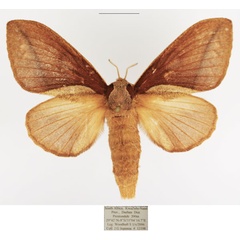 /filer/webapps/moths/media/images/D/distinguenda_Stoermeriana_AF_TMSA_02.jpg