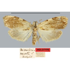 /filer/webapps/moths/media/images/I/incerta_Mimulosia_HT_MNHN.jpg