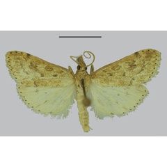 /filer/webapps/moths/media/images/N/namaquana_Udea_HT_SDEI.jpg