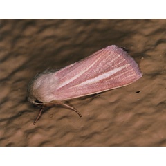 /filer/webapps/moths/media/images/F/festiva_Acrapex_A_Roland_02.jpg