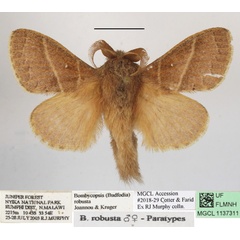 /filer/webapps/moths/media/images/R/robusta_Bombycopsis_AM_MGCLa_03.JPG