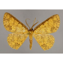 /filer/webapps/moths/media/images/L/leonaria_Cyclophora_A_ZSM_01.jpg