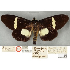 /filer/webapps/moths/media/images/A/agrius_Agarista_HT_BMNHa_vGXtGiO.jpg