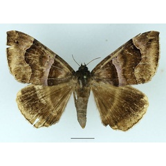 /filer/webapps/moths/media/images/D/durfa_Achaea_AF_Basquin_01.jpg