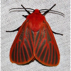 /filer/webapps/moths/media/images/L/lateritia_Metarctia_A_Braun_11.jpg