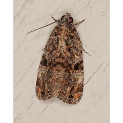 /filer/webapps/moths/media/images/N/nyctostola_Iambiodes_A_Heyns_01.jpg