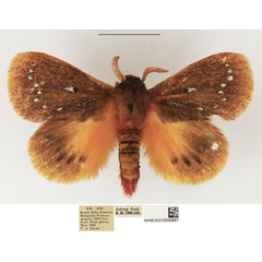 /filer/webapps/moths/media/images/G/gemmatus_Laeliopsis_AM_NHMUK_02.jpg