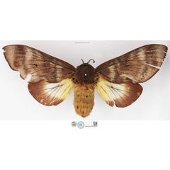 /filer/webapps/moths/media/images/E/effusa_Pachypasa_STF_NHMUK_02.jpg